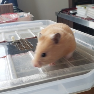 ゴールデンハムスター
