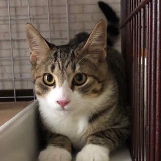 美にゃんのキャベツ 