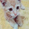 子猫ちゃんたち里親募集！