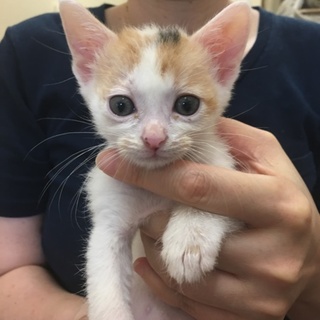 ミケ 1カ月ちょっと