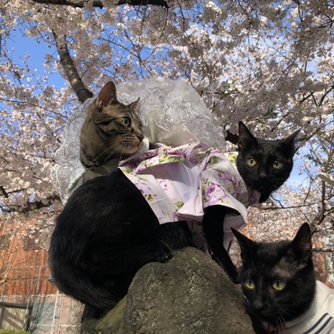 春の家族記念写真