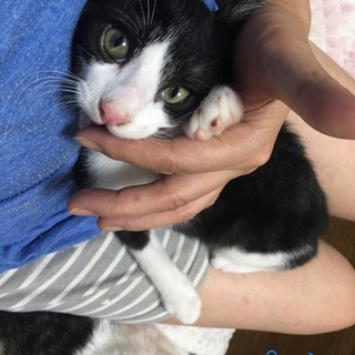 甘えたオス兄弟同士でお互いを吸い合う白黒子猫