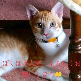 シャイだけど根は甘えん坊の茶白くん