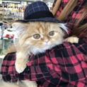 里親さん募集中です