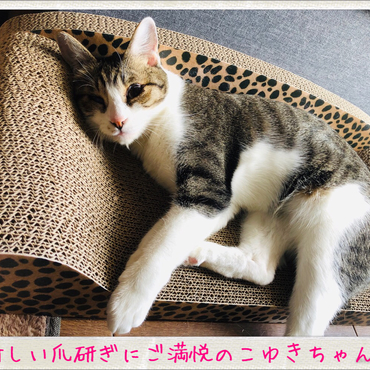 爪研ぎ取り合いw