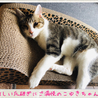 爪研ぎ取り合いw