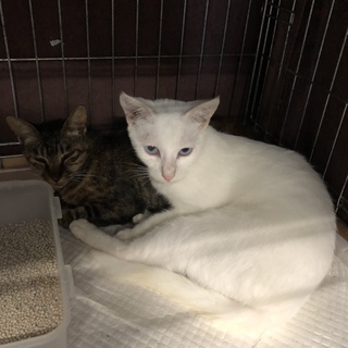 里親様が決まりました♡有難うございました！