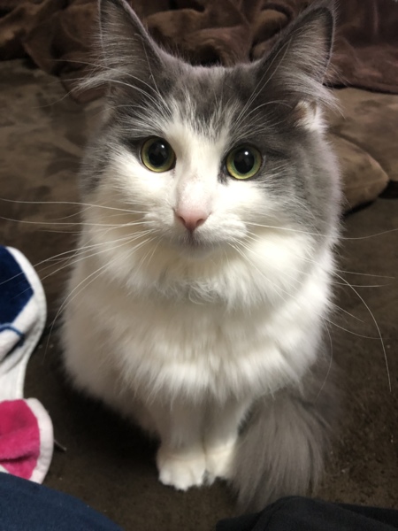 メア