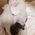 8月22日生まれの子猫ちゃん