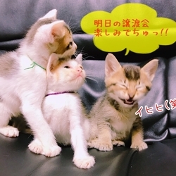 三重県名張市　保護猫の譲渡会