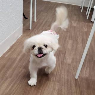 ペキニーズ(犬)の里親募集情報 ペットのおうち【月間利用者