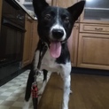 ミックス犬