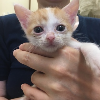 茶トラハチワレ オス