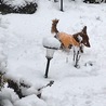 俺の庭！