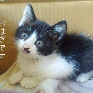 白黒おはぎくん里親募集～！