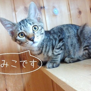 キジきょうだい「みみこ」と「じんべい」里親募集～！