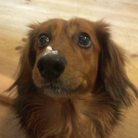 むぎ