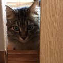 ふわふわの猫です