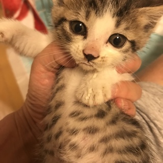 さきしろ君8/24Terra里親会に参加❣️