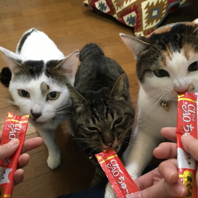 こたこむのカバー写真