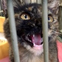 本日期限！おっとり人懐っこいサビ子猫
