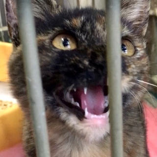 本日期限！おっとり人懐っこいサビ子猫