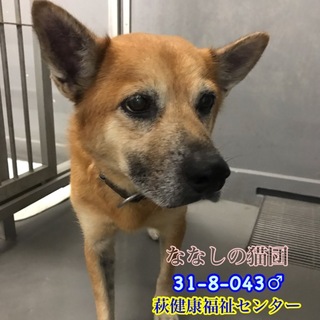 譲渡されました☆可愛いお顔の中型わんこ