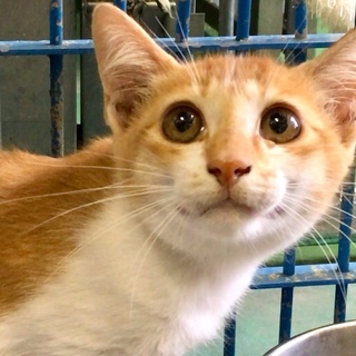 収容に怯える子猫の茶白くん○動画あり