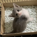 グレー白の男の子です