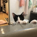 とても甘えん坊の猫ちゃんです