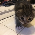 子猫の里親になってくださる方探しています。
