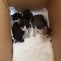 とっても可愛い子猫