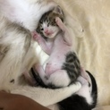 可愛い仔猫ちゃんの里親さん募集中です