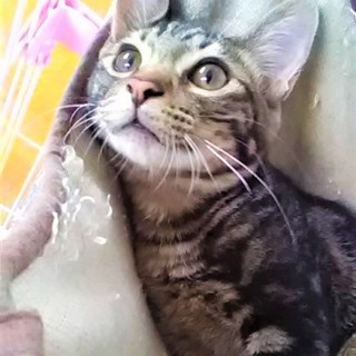 アメショとキジの美猫さん‼