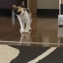 三毛猫ちゃん 