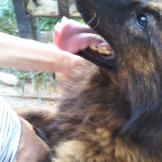 とても人懐っこい子です！