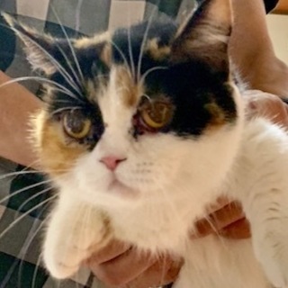 マンチカンの女の子