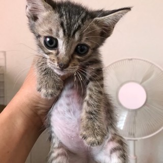 人間大好き♡クリクリお目めの仔猫ニャン！