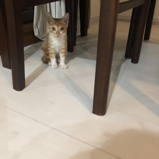 商談中＊キョトン顔 推定3ヶ月位の男の子