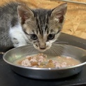 キジシロ子猫生後1カ月