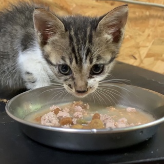 キジシロ子猫生後1カ月
