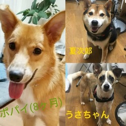 譲渡会(仔犬たちも6匹やってくるー) サムネイル2