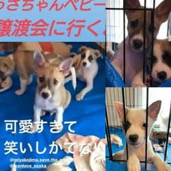 譲渡会(仔犬たちも6匹やってくるー) サムネイル3