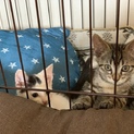 子猫の里親募集！！！