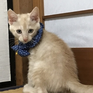 ふわふわ天使の兄妹～薄茶のおかか～