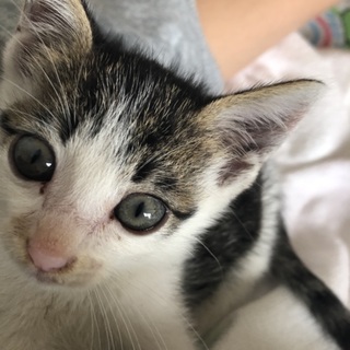 小さな子猫 里親募集