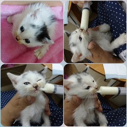 「夏生まれの子猫、緊急保護！」サムネイル1