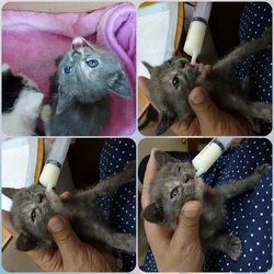 「夏生まれの子猫、緊急保護！」サムネイル2