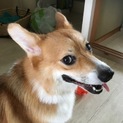飼主入院のため里親募集します。