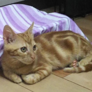 レッドクラシックタビーの男の子★トイくん